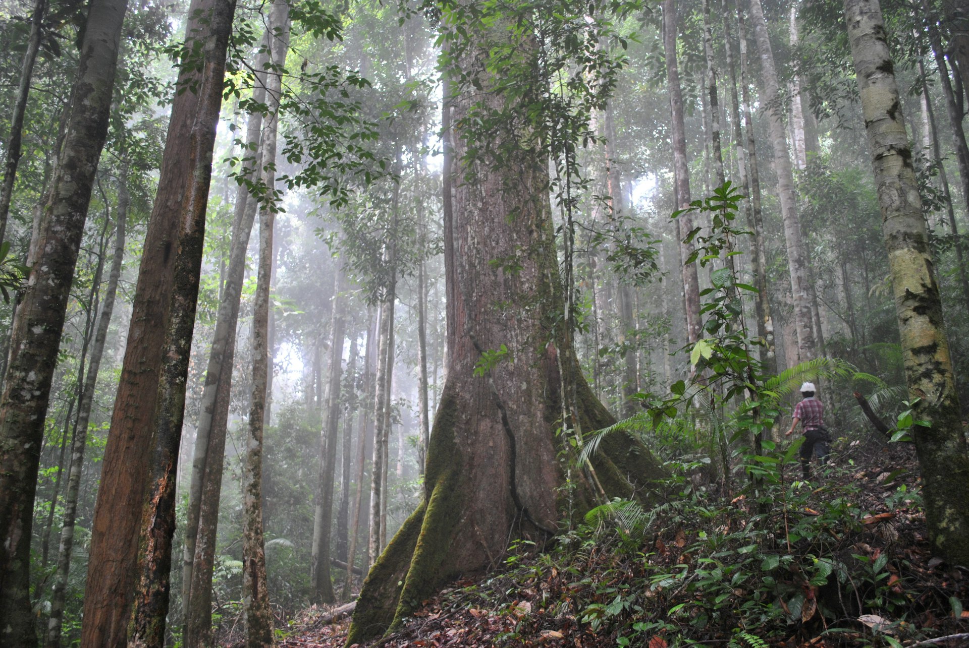 Tropical rainforest