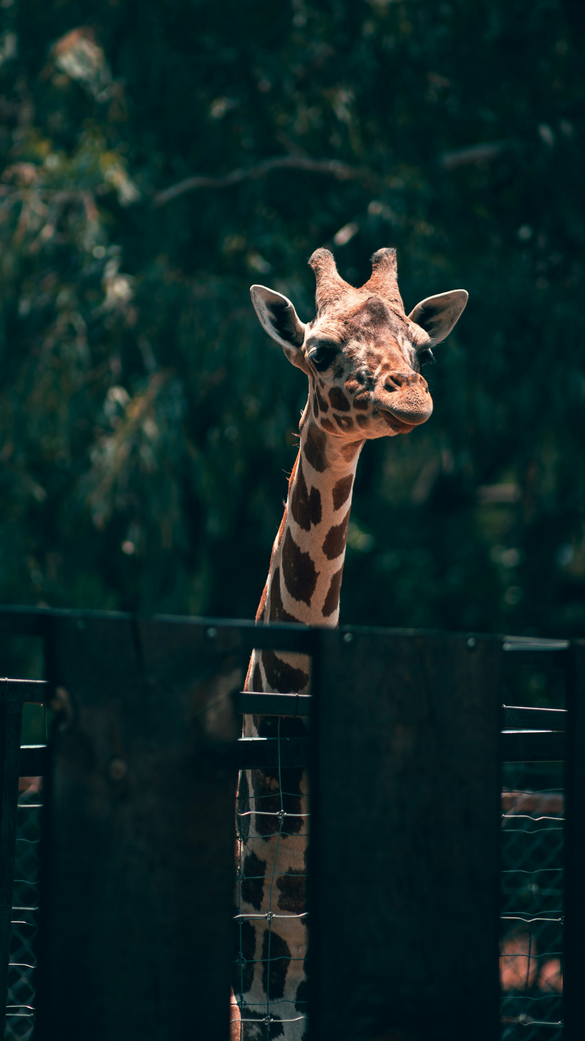 Johor Zoo